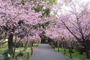 Jard&iacute;n Japon&eacute;s