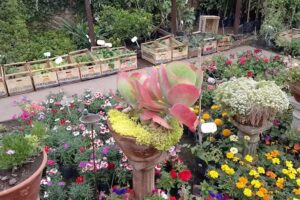 La Flor Japonesa &ndash; Vivero y florer&iacute;a