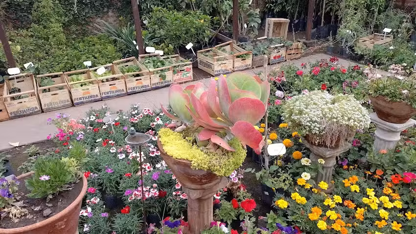 La Flor Japonesa &ndash; Vivero y florer&iacute;a